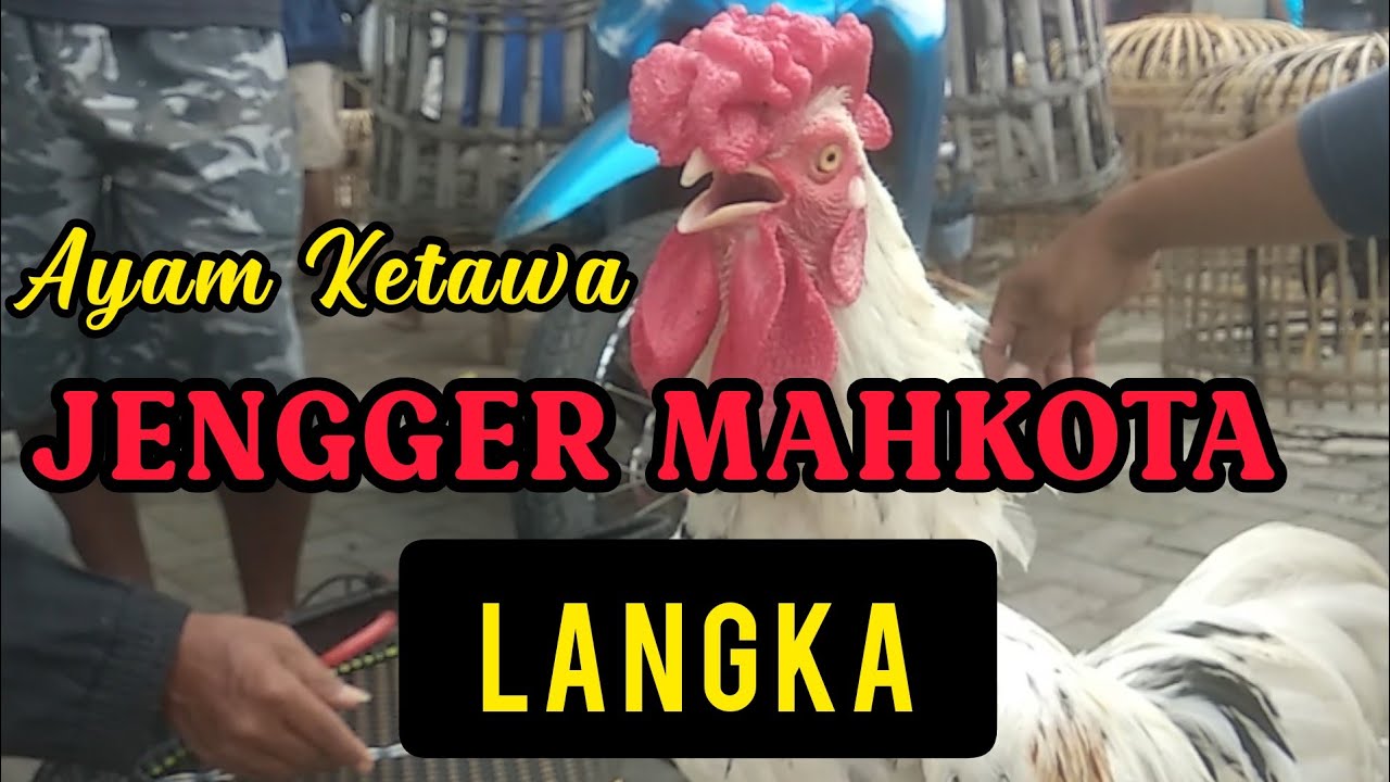 Rasanya Menggigit, Ayam Gendhis Mahkota di Mahkota Al Fatih